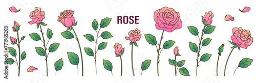 Set of vector illustration of rose flowers and leaves isolated on white. Hand- drawn flowers for design, decoration card. Flower shop concept.