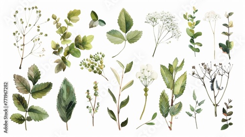 Botanical Illustrations Create a featuring detailed watercolor illustrations of botanical specimens, such as leaves, stems, and buds Arrange them in  photo