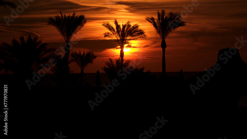 Silhouettes of palm trees at dawn. The Red Sea Coast