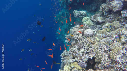 The underwater world of coral reefs. The blue hole in Dahab