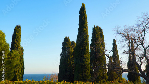 Picturesque cypresses against a background of blue sky and sea.