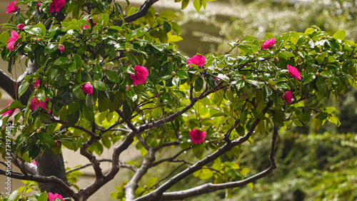 A bush of flowering camellia.