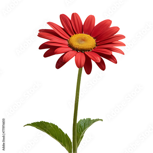 Daisy flower PNG image on a transparent background  Lily image isolated on transparent png background