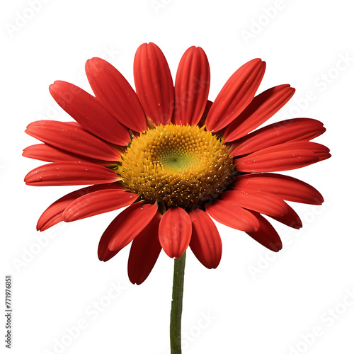 Daisy flower PNG image on a transparent background  Lily image isolated on transparent png background