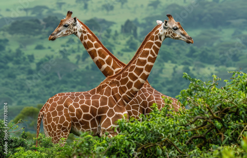 Two giraffes in the midst of their dance, showcasing intricate patterns on each other's bodies amidst lush green vegetation and distant mountains