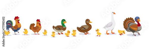 A set of birds on a farm isolated on a white background. Ducks, geese, hens, roosters, chickens, ducklings, goslings and other birds form eggs.