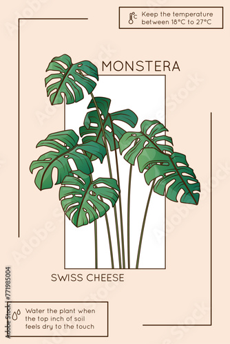Monstera care infographic. Vector illustration of Swiss cheese plant. Design of houseplant poster. Flower shop, home garden concept.