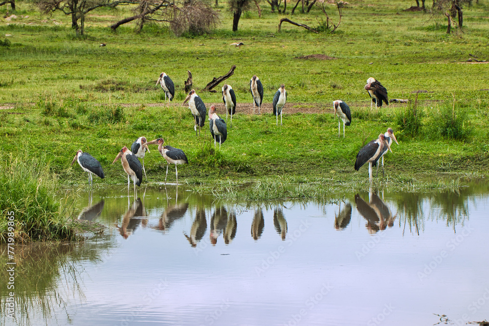 Marabu Stork flock in one of many pools inside Serengeti National Park, Tanzania