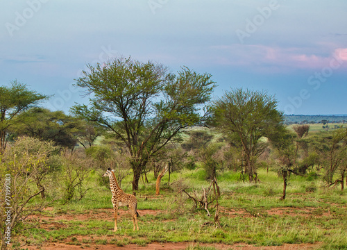 A lone juveline Giraffe in the evening light at Serengeti National Park, Tanzania photo