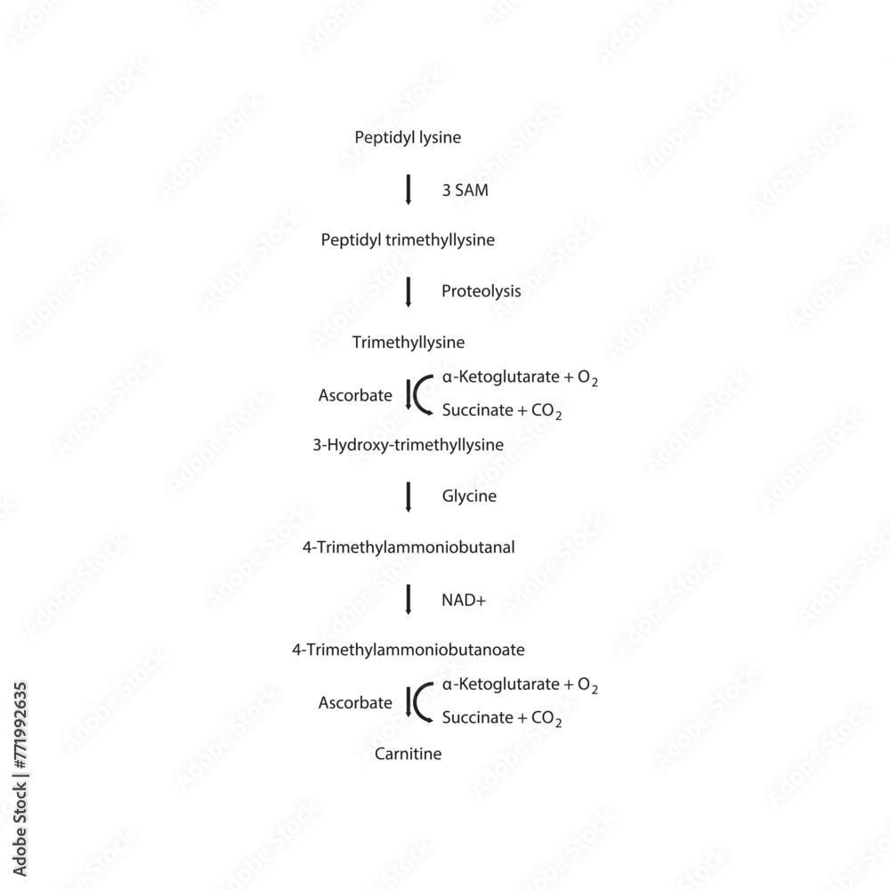 Diagram showing carnitine biosynthesis - from peptidyl lysine, via enzymatic activity and hydrolysis. Schematic biochemical process illustration. Diagram showing carnitine biosynthesis - from peptidyl lysine, via enzymatic activity and hydrolysis. Schematic biochemical process illustration.