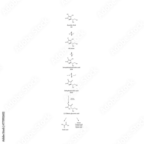 Diagram showing antioxidant mechanism of Ascorbic acid (vitamin C) and its metabolism via enzymes - Biochemical molecular process skeletal formula illustration