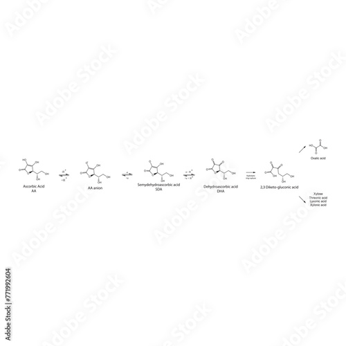 Diagram showing antioxidant mechanism of Ascorbic acid (vitamin C) and its metabolism via enzymes - Biochemical molecular process skeletal formula illustration