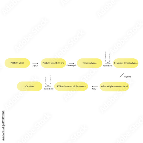 Diagram showing carnitine biosynthesis - from peptidyl lysine, via enzymatic activity and hydrolysis. Schematic biochemical process illustration.