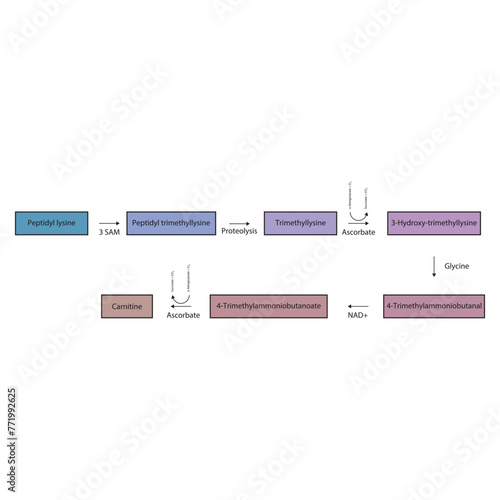 Diagram showing carnitine biosynthesis - from peptidyl lysine, via enzymatic activity and hydrolysis. Schematic biochemical process illustration. photo