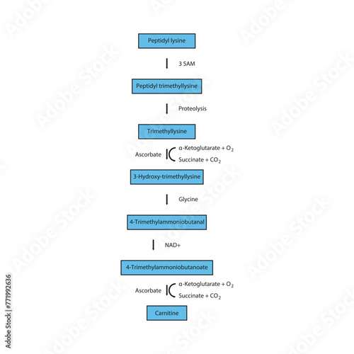 Diagram showing carnitine biosynthesis - from peptidyl lysine, via enzymatic activity and hydrolysis. Schematic biochemical process illustration.