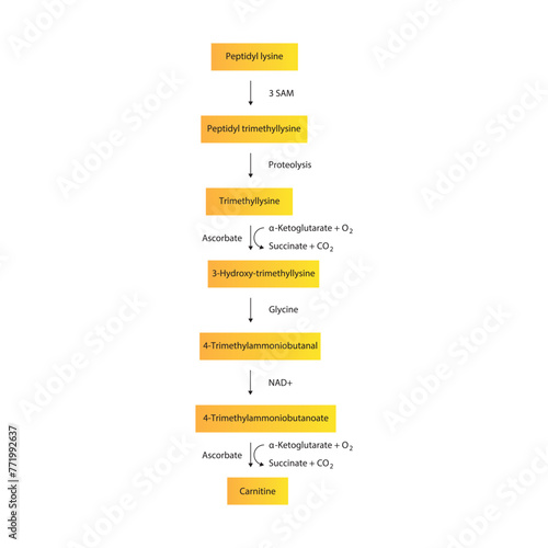 Diagram showing carnitine biosynthesis - from peptidyl lysine, via enzymatic activity and hydrolysis. Schematic biochemical process illustration.