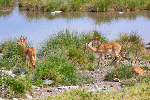 Rare Oribi Antelopes at waterhole in Serengeti National Park, Tanzania photo