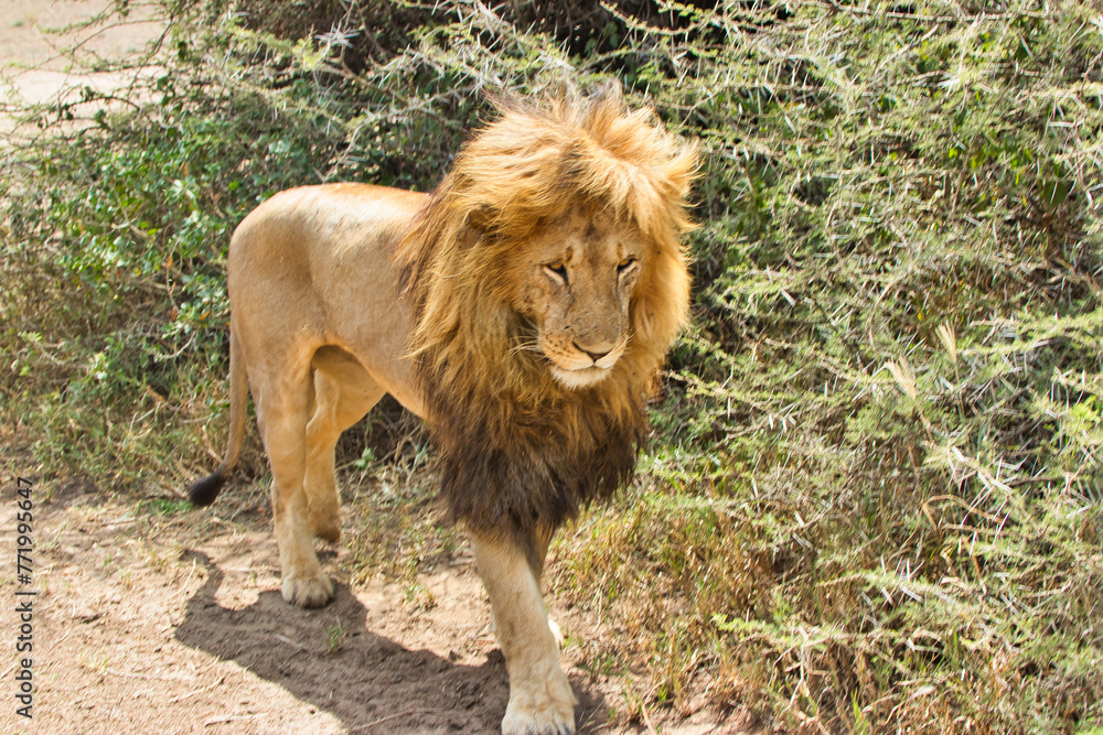 Naklejka premium Adult lion close up at Serengeti National Park, Tanzania