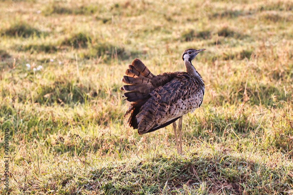 Black Bellied Bustard in the early morning light at Ngorongoro crater, Tanzania Black Bellied Bustard in the early morning light at Ngorongoro crater, Tanzania