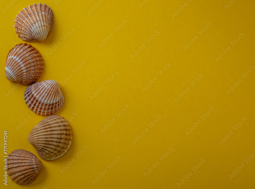 Sea shells on yellow background, summer vacation, Sea shells on yellow background, summer vacation,
