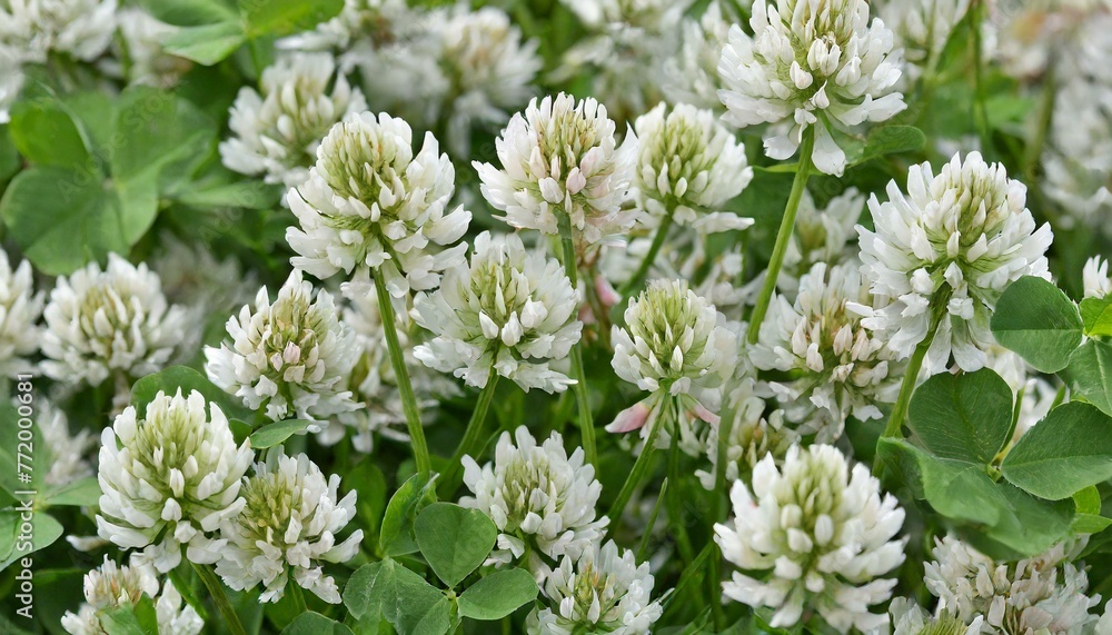 Capturing Nature's Beauty: Close-Up of White Clover Flowering Capturing Nature's Beauty: Close-Up of White Clover Flowering