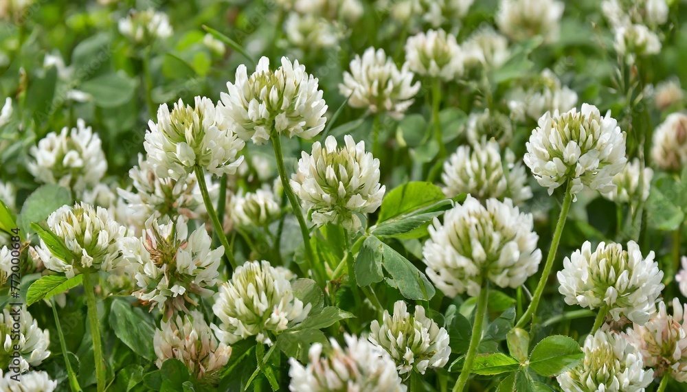 Capturing Nature's Beauty: Close-Up of White Clover Flowering Capturing Nature's Beauty: Close-Up of White Clover Flowering