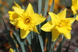 Yellow Daffodils in a sunny spring garden.
