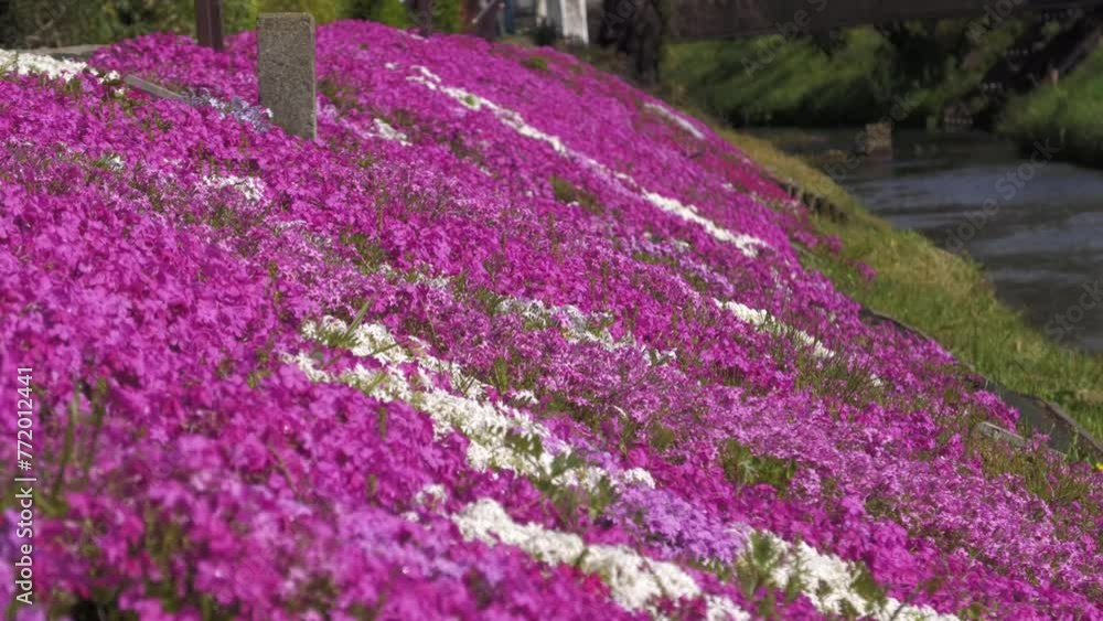 芝桜　神奈川県伊勢原市渋田川