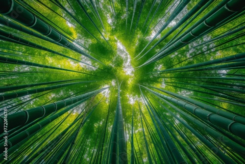 Tranquil bamboo forest, sunlight filtering through tall, slender stalks.