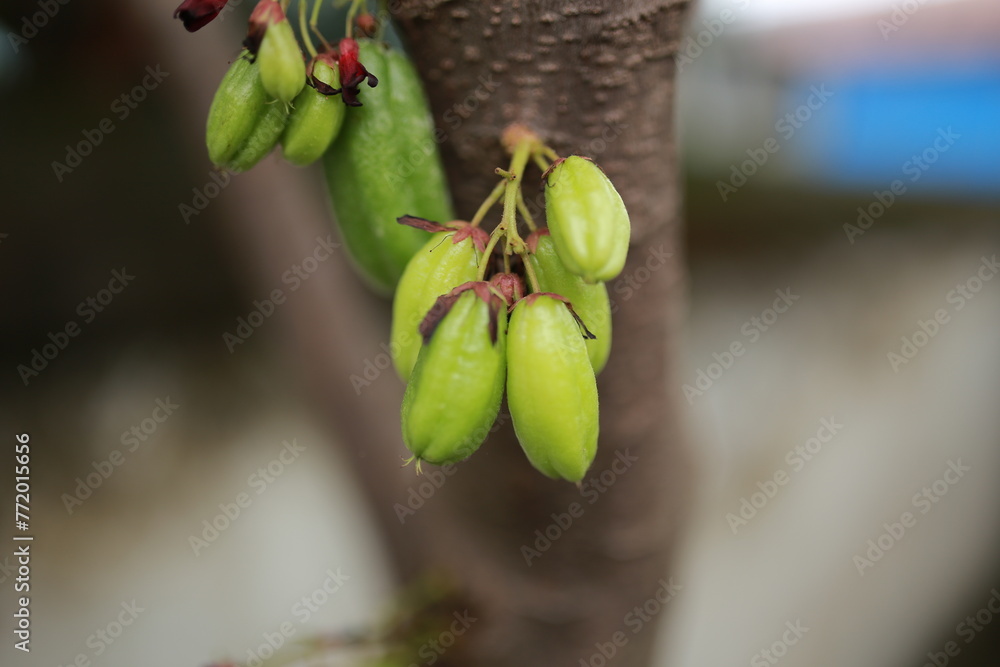 Averrhoa bilimbi L or Belimbing wuluh is often called vegetable starfruit or tamarind starfruit because it has a fairly sour taste and is usually used as a cooking spice or herbal concoction fresh. Averrhoa bilimbi L or Belimbing wuluh is often called vegetable starfruit or tamarind starfruit because it has a fairly sour taste and is usually used as a cooking spice or herbal concoction fresh.
