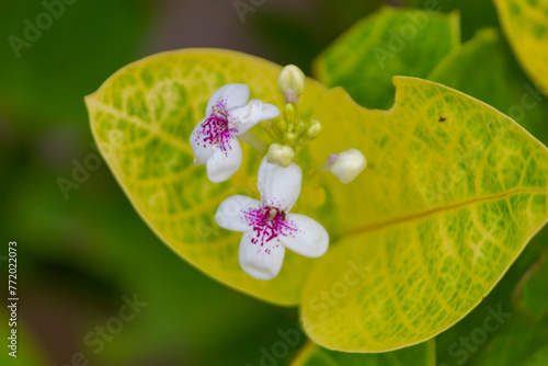 Close up of Pseuderanthemum carruthersii, False eranthemum, Carruthers' falseface, Jacob's-coat, Purple false eranthemum flower

 photo