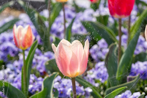 チューリップの咲く花壇