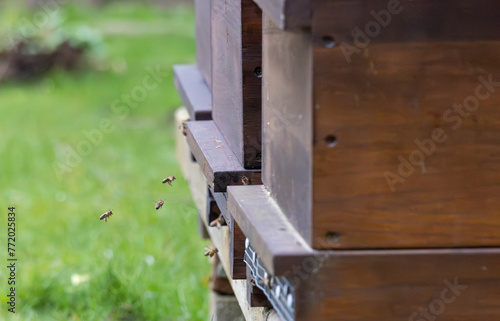 Swarms of bees at the hive entrance in a heavily populated honey bee, flying around