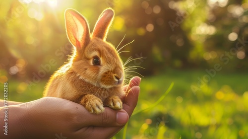 Hand gently holding a small brown rabbit in a sunlit field with natural green background.