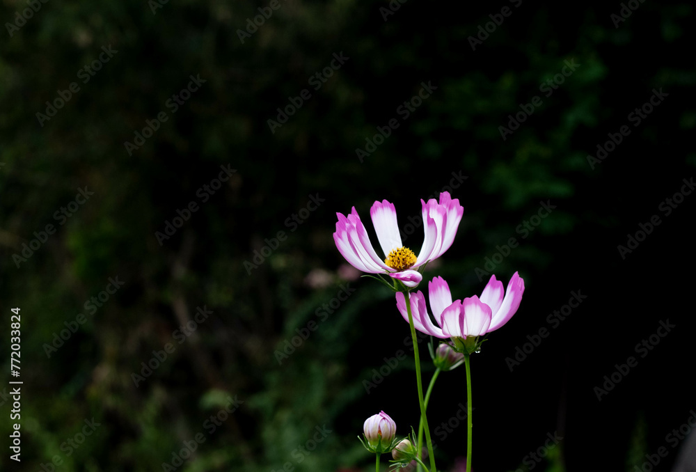 Fototapeta premium Close-up of fresh pink flowers