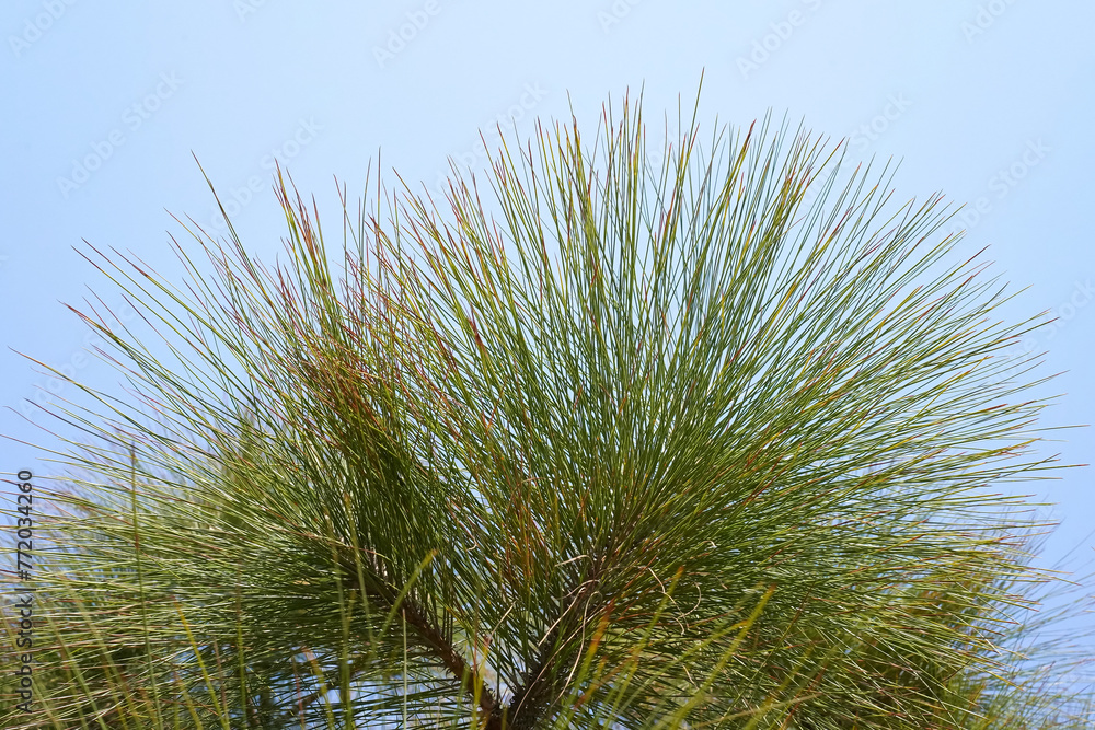 Chir Pine long needles on blue sky background. Longleaf Indian pine or Pinus roxburghii coniferous tree closeup. Chir Pine long needles on blue sky background. Longleaf Indian pine or Pinus roxburghii coniferous tree closeup.
