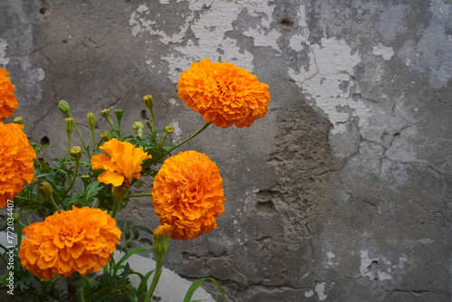 Marigold flowers on a concrete gray wall background with copy space. Tagetes Patula orange flower isolated in a concrete pot. Closeup, selective focus.