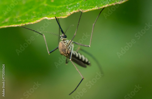 Macro of a mosquito on a leaf