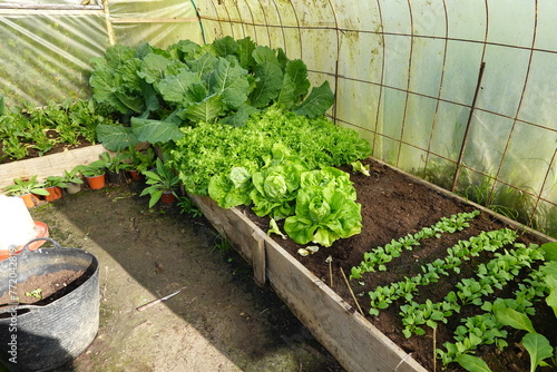 greenhouse cultivation. raised bed with radishes, lettuce, escarole, cabbage and spinach.