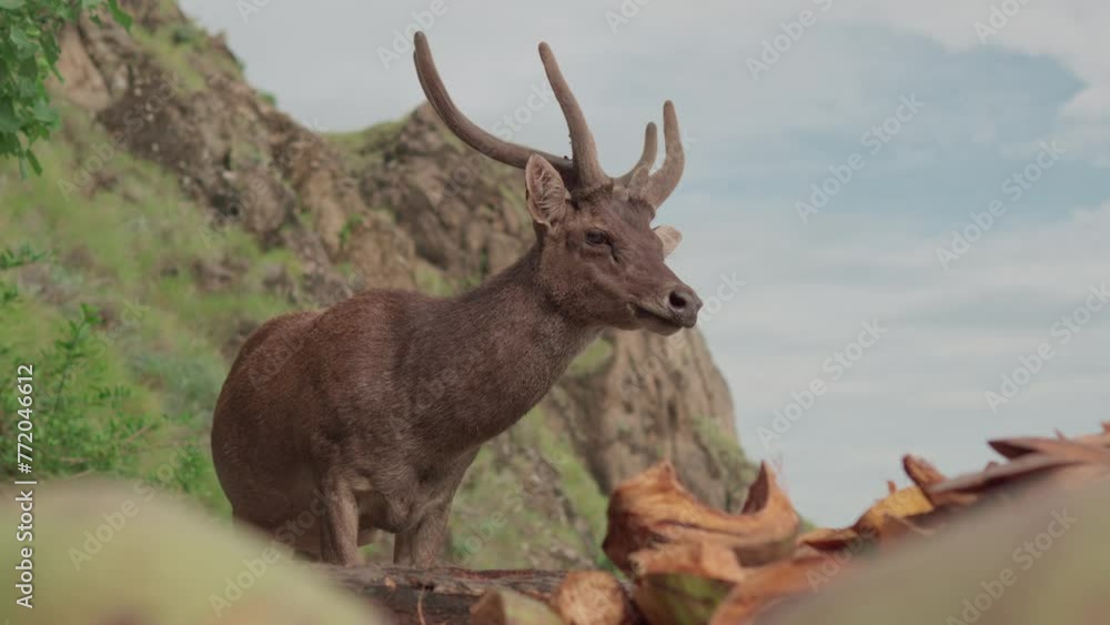 A deer looking for leftovers on the beach A deer looking for leftovers on the beach