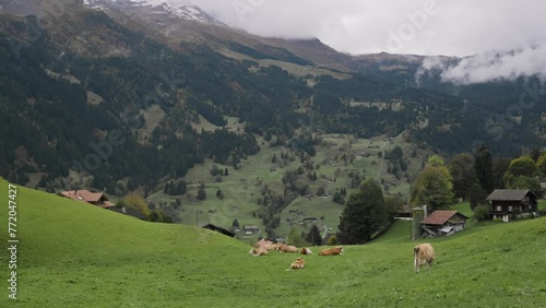Cows lying on the grass. Alpine cows piss on the lawn. Animal. Cattle. Switzerland. Alps. Mountains. Green grass. Mountain cows. Farm. Milk. The cow eats grass. High quality 4k footage