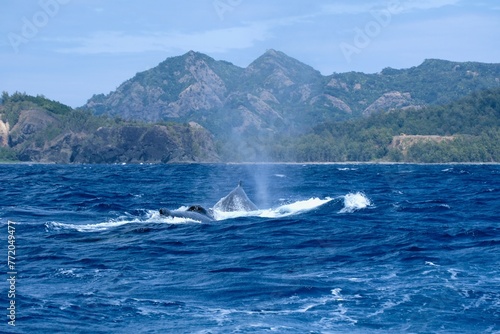 【小笠原】ザトウクジラ © firstocean
