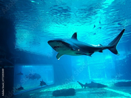 shark in the aquarium
