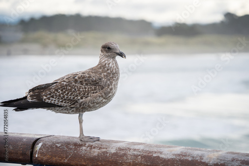 Curious brown and white seagull standing on a wooden railing posing, New Zealand
