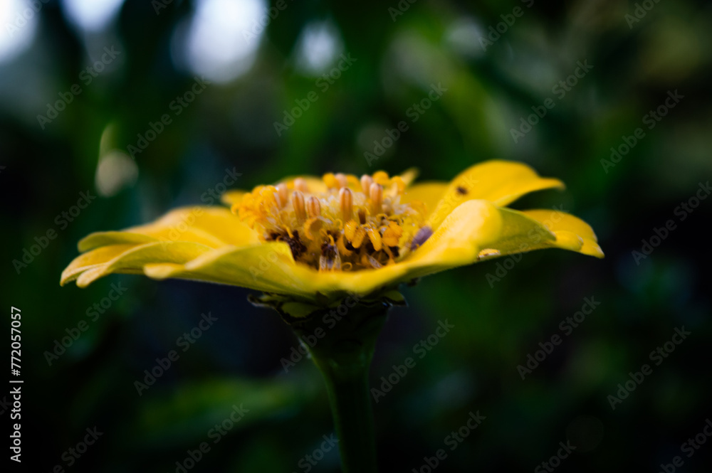 Yellow Zinnia elegans, photo of flowers with spring color, is one of the most famous annual flowering plants of the genus Zinia.