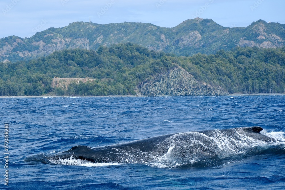 Fototapeta premium 【小笠原】ザトウクジラ