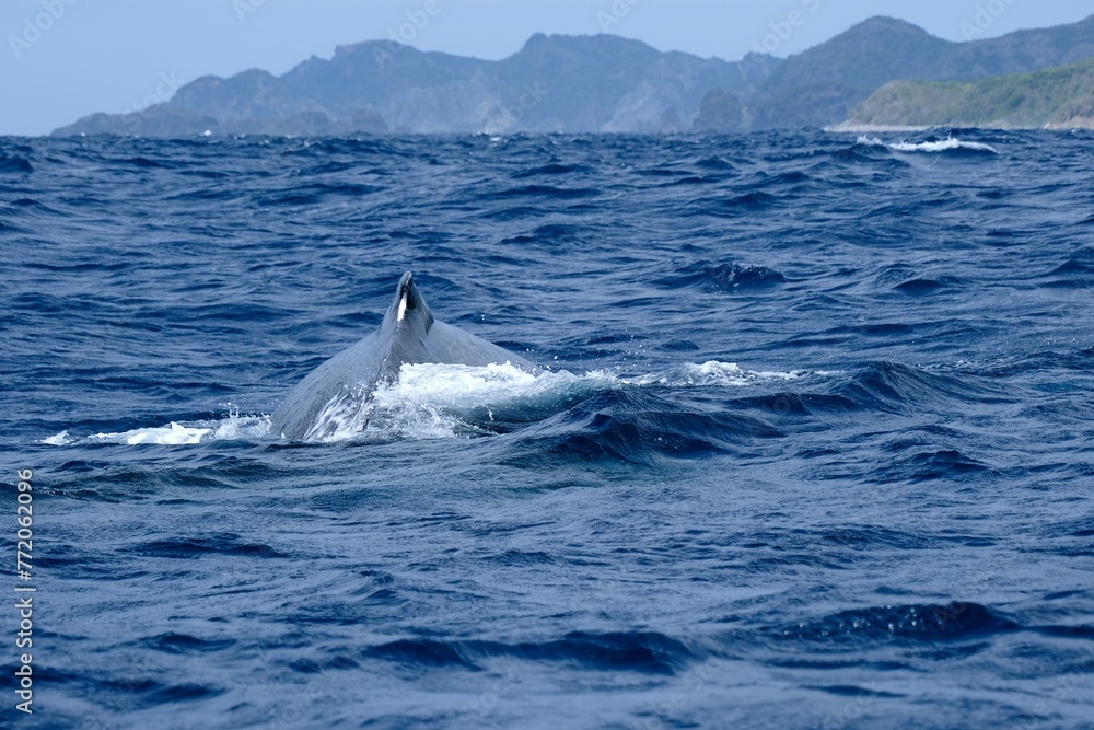 【小笠原】ザトウクジラ 【小笠原】ザトウクジラ