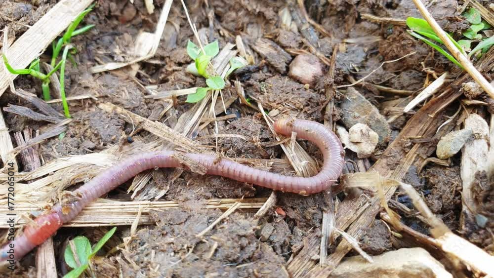 insect pests Green hairy cabbage worms clusters of whitish green plant lice insect pests Green hairy cabbage worms clusters of whitish green plant lice