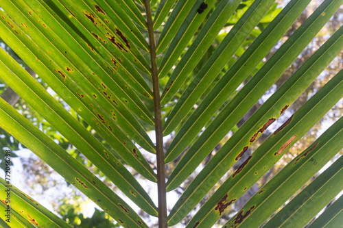 pattern  shape  texture and striped of coconut leaves growing in the garden 