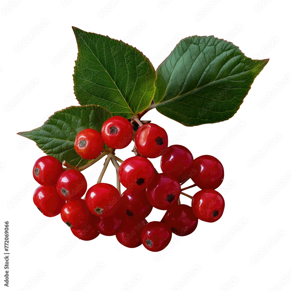 Cluster of red berries with green leaves on a transparent background Cluster of red berries with green leaves on a transparent background
